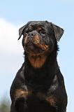 ROTTWEILER 182